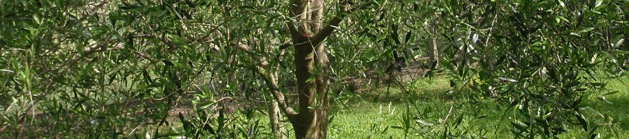 A small naturally grown olive grove